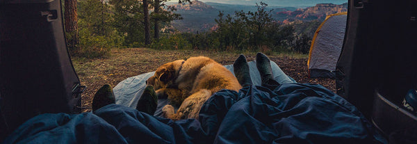 How to Keep a Dog Entertained While Camping