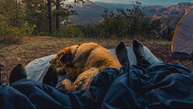 Practical Tips for Stress-Free Car Camping with Dogs