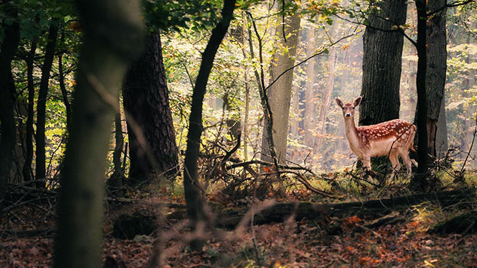 7 Leave No Trace Principles - a Full List With Explanations