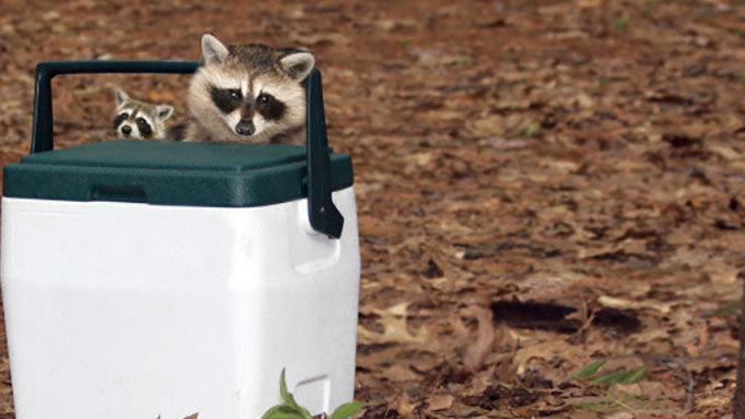 How to Keep Animals Away While Camping - a Detailed Guide