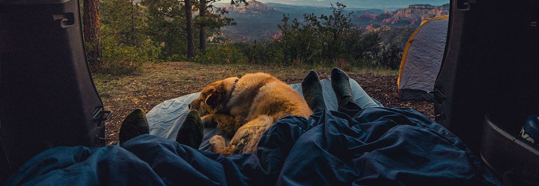 Practical Tips for Stress-Free Car Camping with Dogs